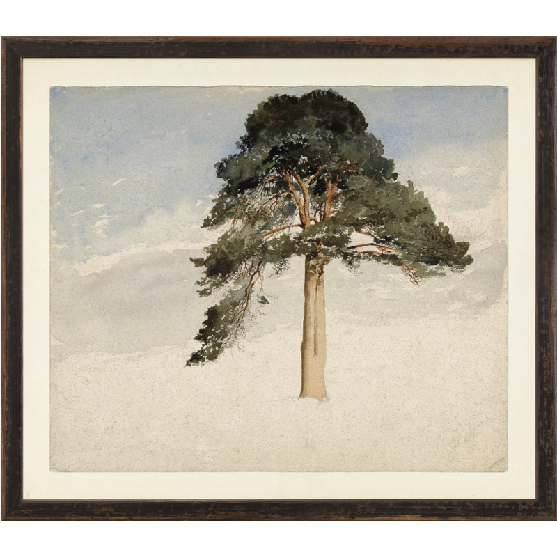 Celadon Art Collection Vintage - Scottish Fir Tree, 1849 - 15.25" × 13.25"