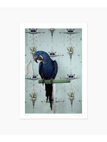 Claire Rosen Blue Hyacinth Macaw No. 7677