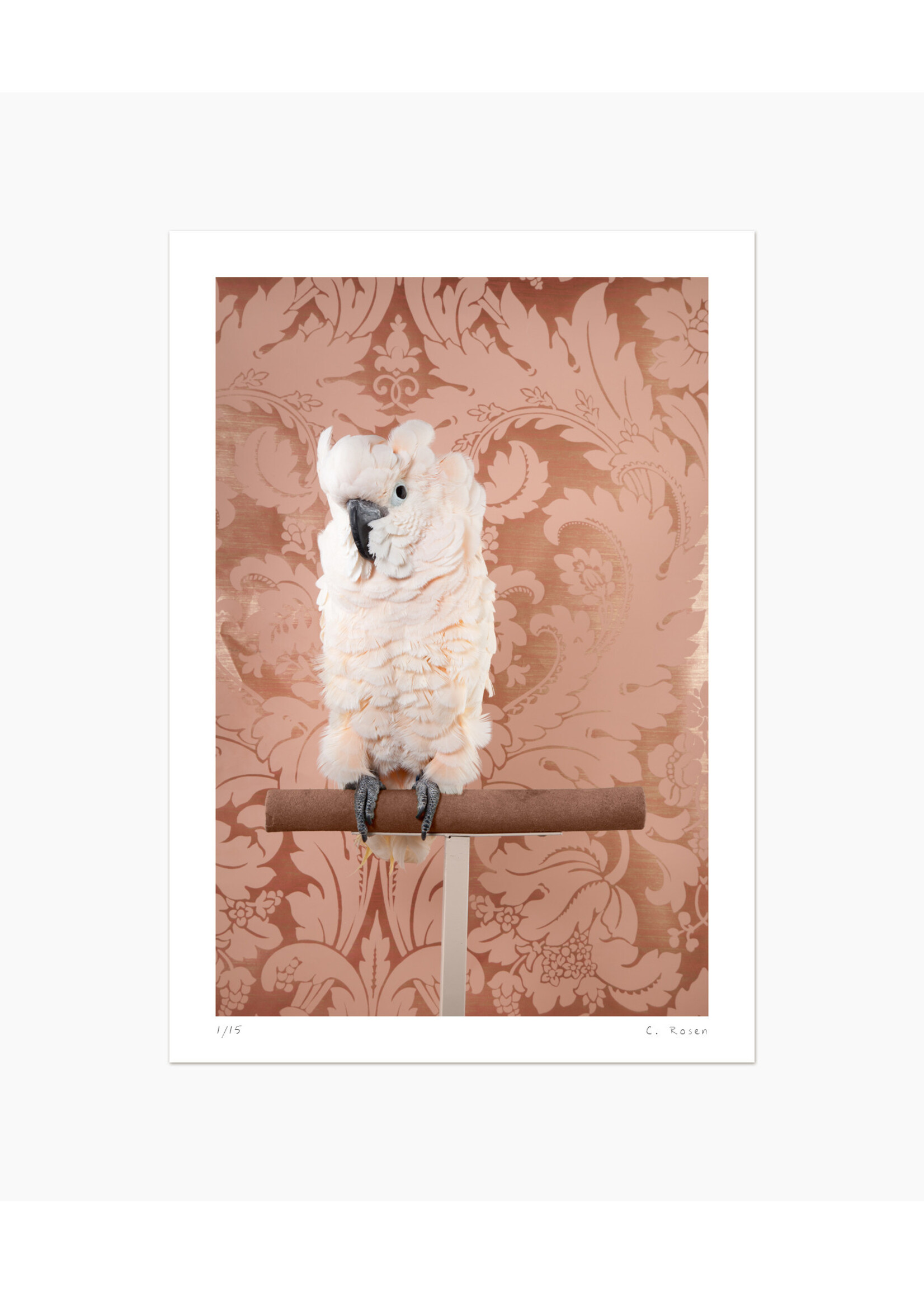 Claire Rosen Moluccan Cockatoo No.7696