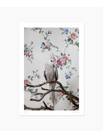 Claire Rosen White Faced Hurled Cockatiel No.7866