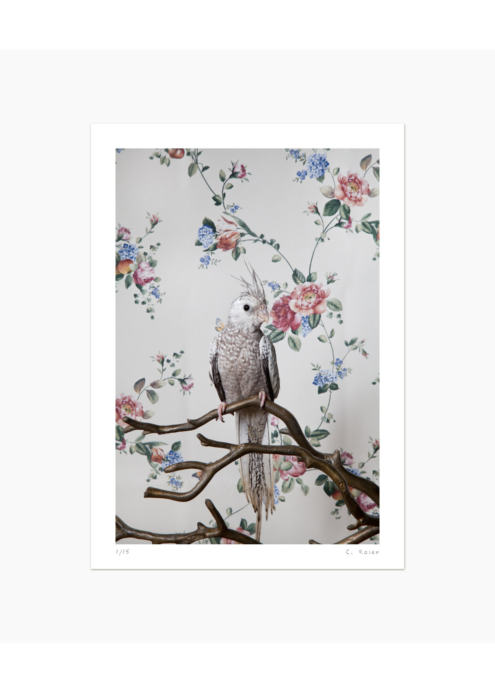 Claire Rosen White Faced Hurled Cockatiel No.7866