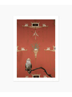 Claire Rosen Rosy Faced Lovebird No. 7548