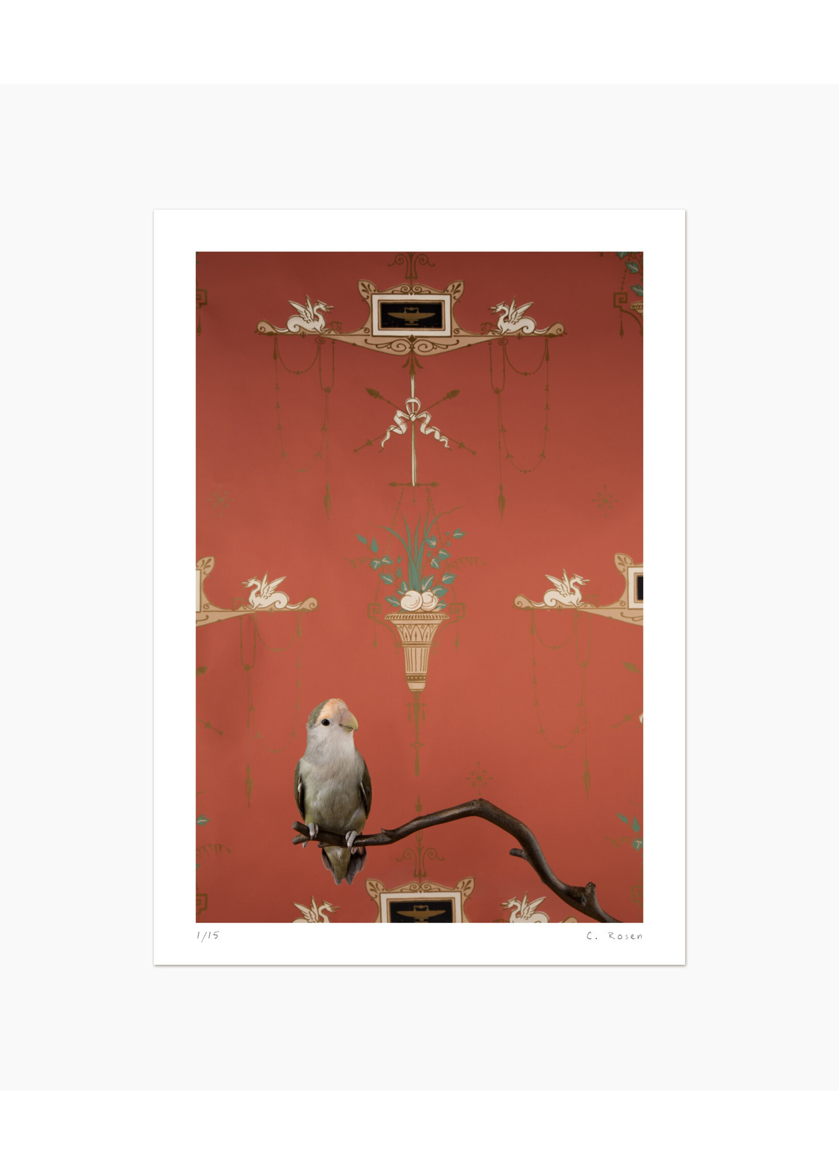 Claire Rosen Rosy Faced Lovebird No. 7548