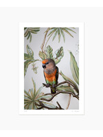 Claire Rosen Red Bellied Parrot No. 7799