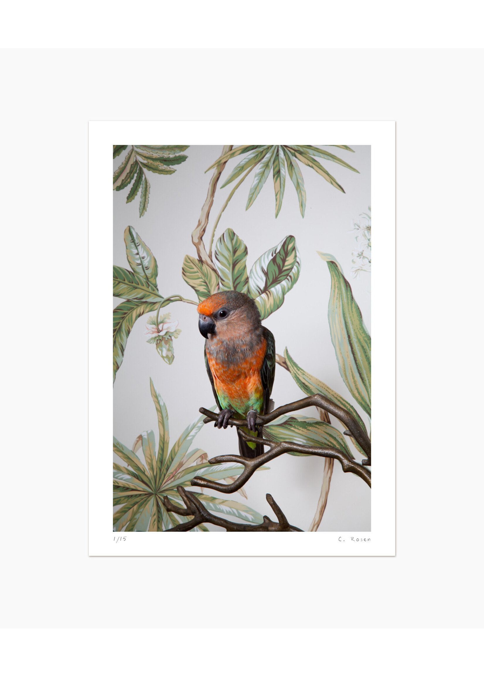 Claire Rosen Red Bellied Parrot No. 7799