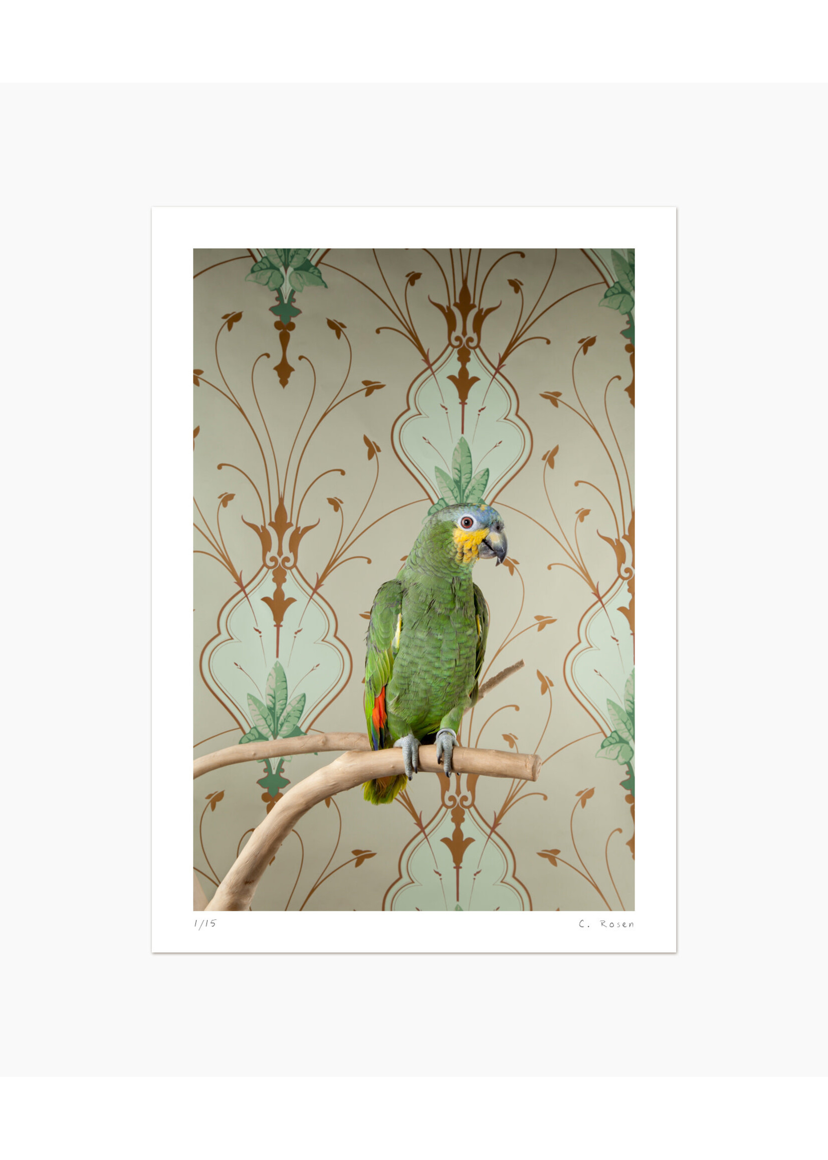 Claire Rosen Amazon Parrot No. 7613