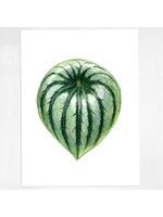 Peperomia Argyreia Print