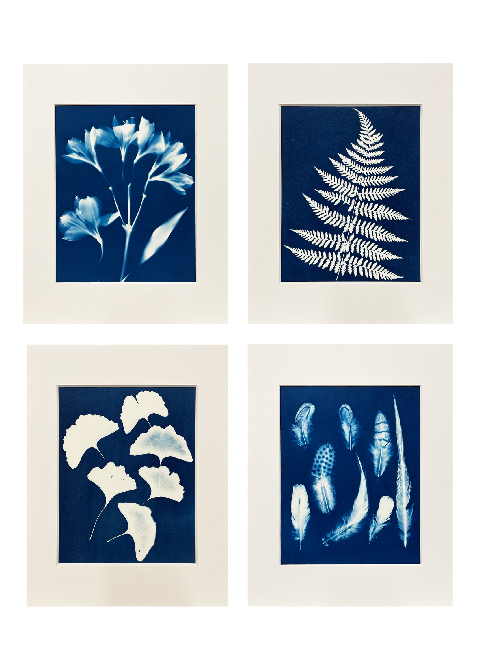 Ashley Jones 8" x 10" Cyanotype Photograph