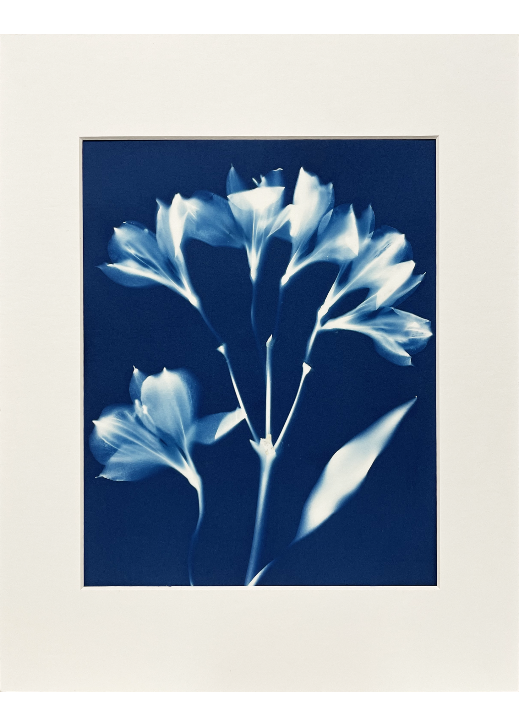 Ashley Jones 8" x 10" Cyanotype Photograph