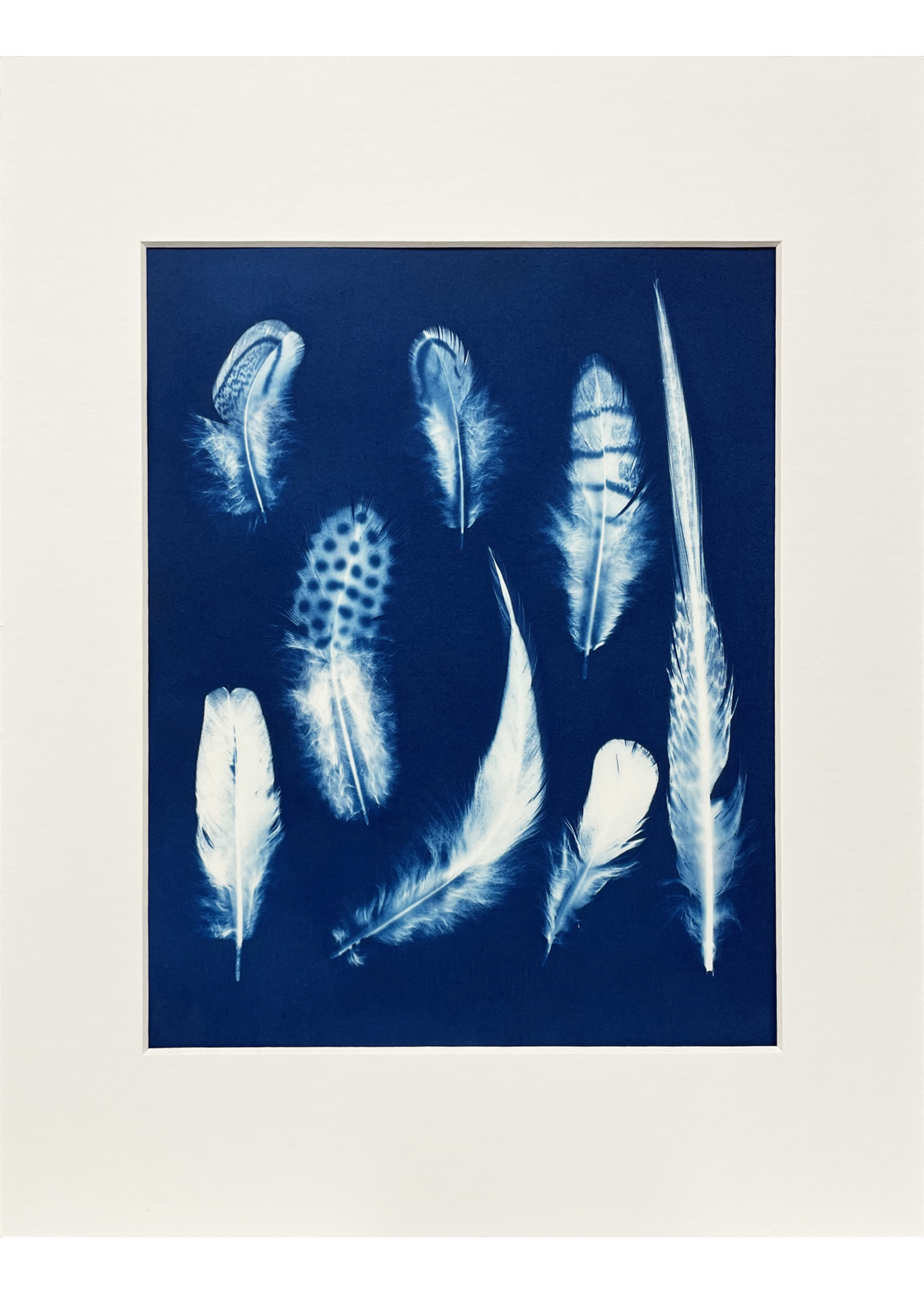 Ashley Jones 8" x 10" Cyanotype Photograph
