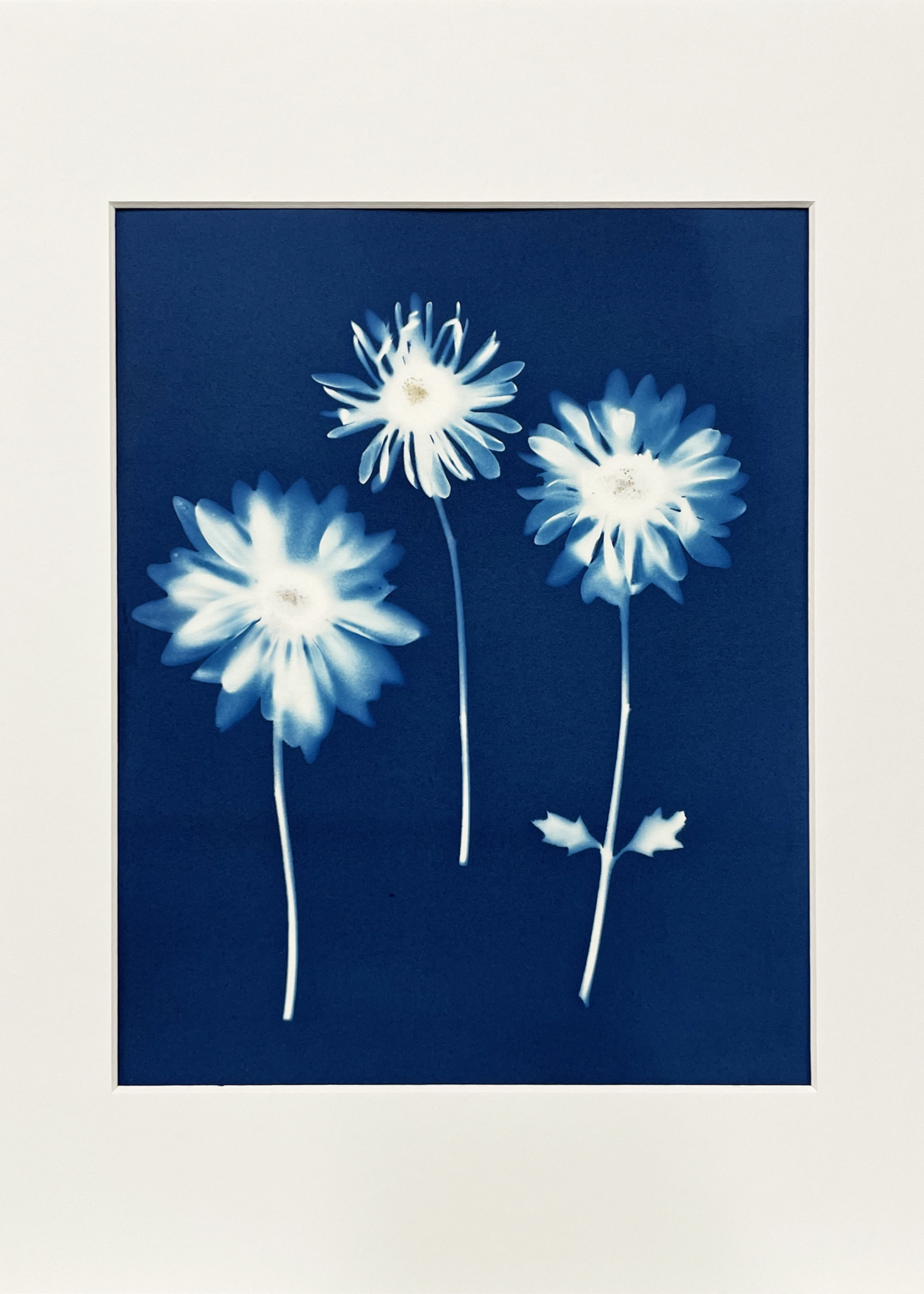 Ashley Jones 8" x 10" Cyanotype Photograph