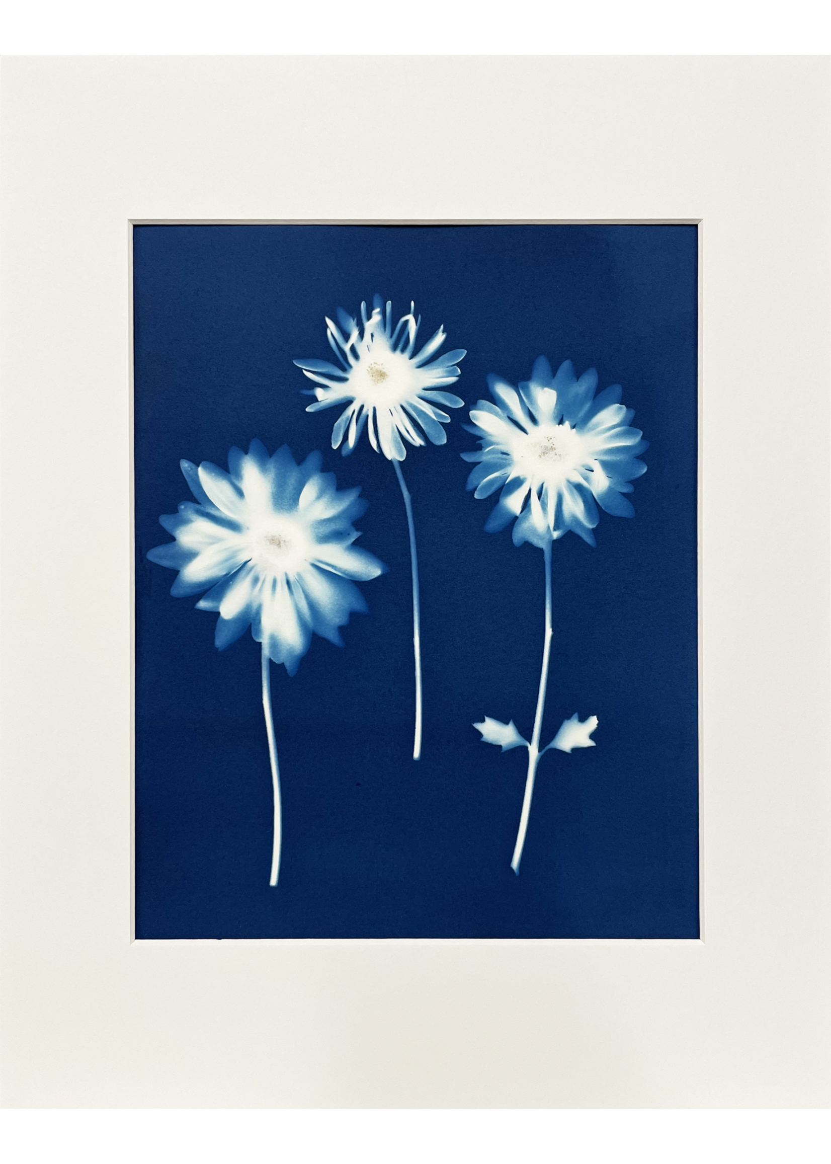 Ashley Jones 8" x 10" Cyanotype Photograph