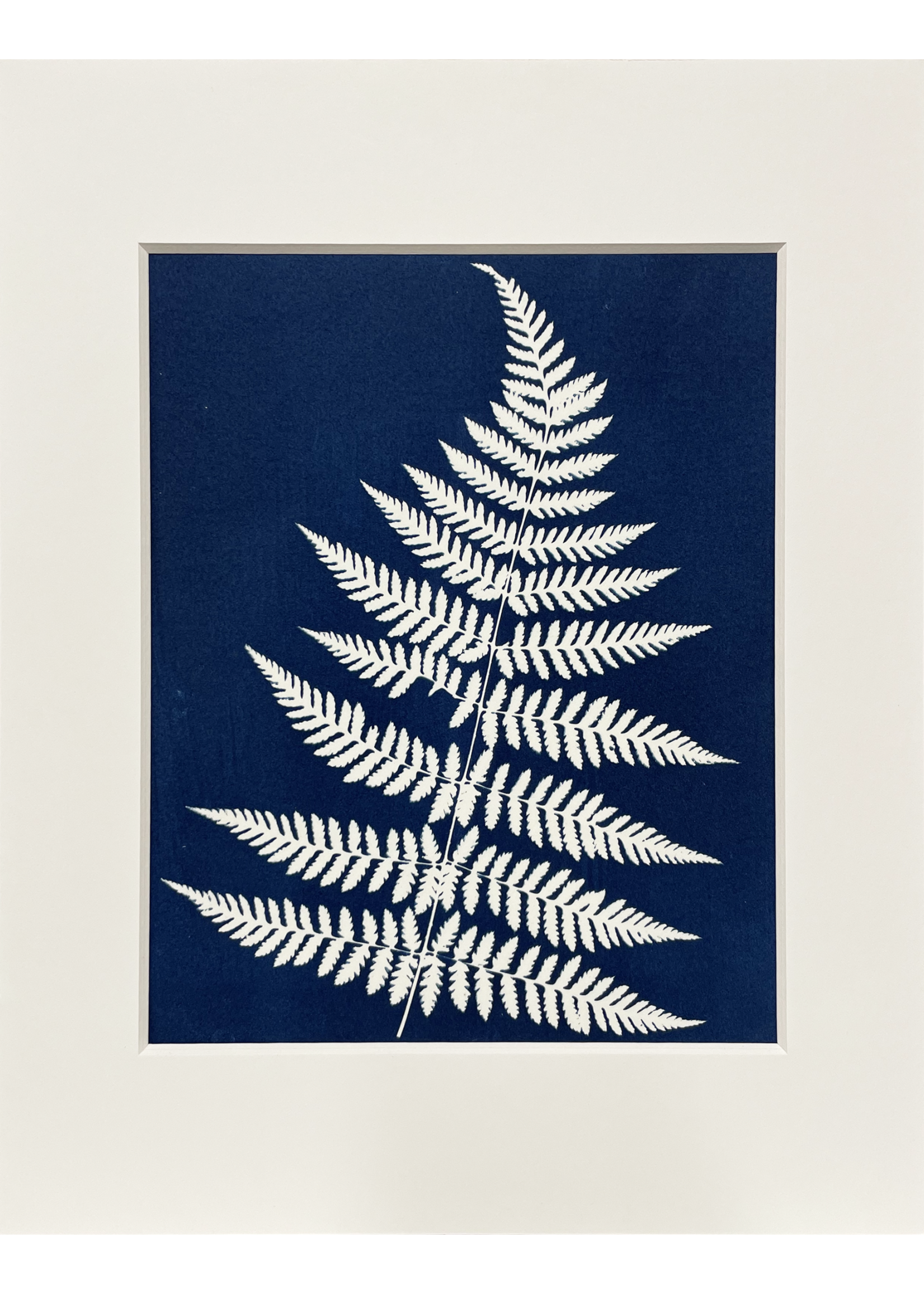 Ashley Jones 8" x 10" Cyanotype Photograph