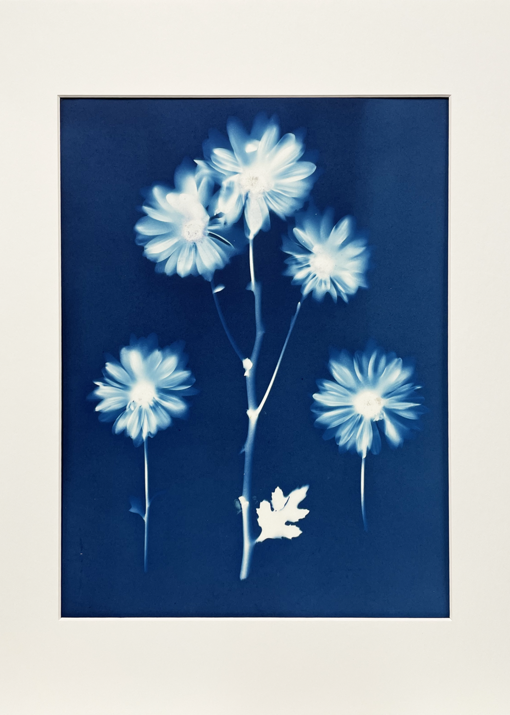 Ashley Jones 11" x 15" Cyanotype Photograph