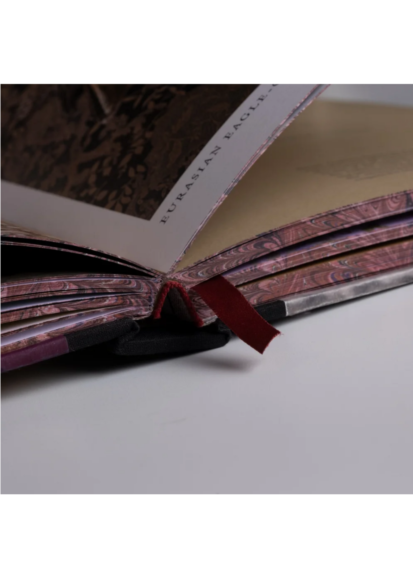 Claire Rosen Claire Rosen's Birds of a Feather