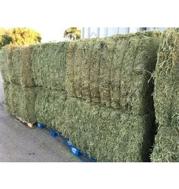 Larsen Alfalfa Large 1100lb   Pasture Block