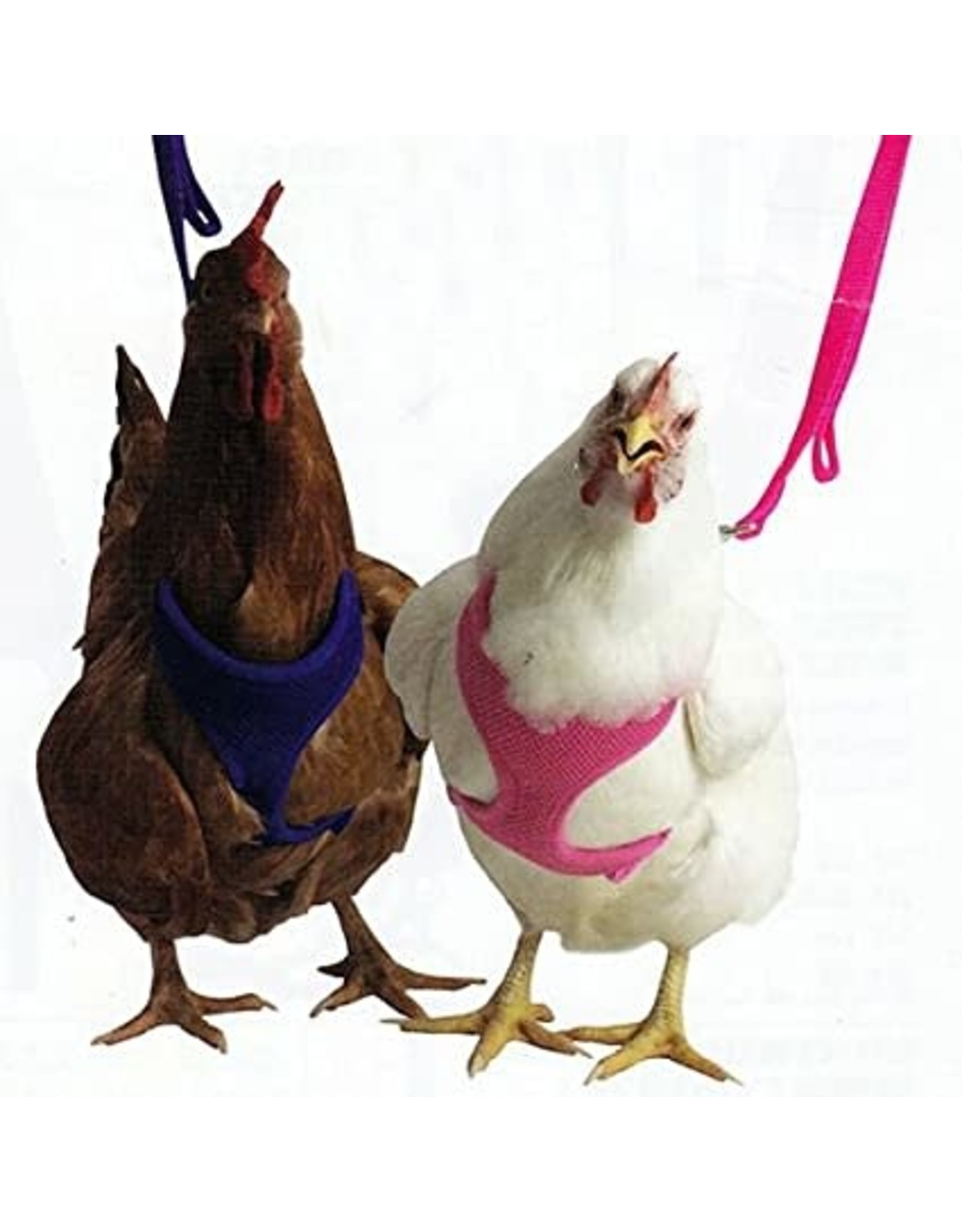 Chicken Harness, Pullet