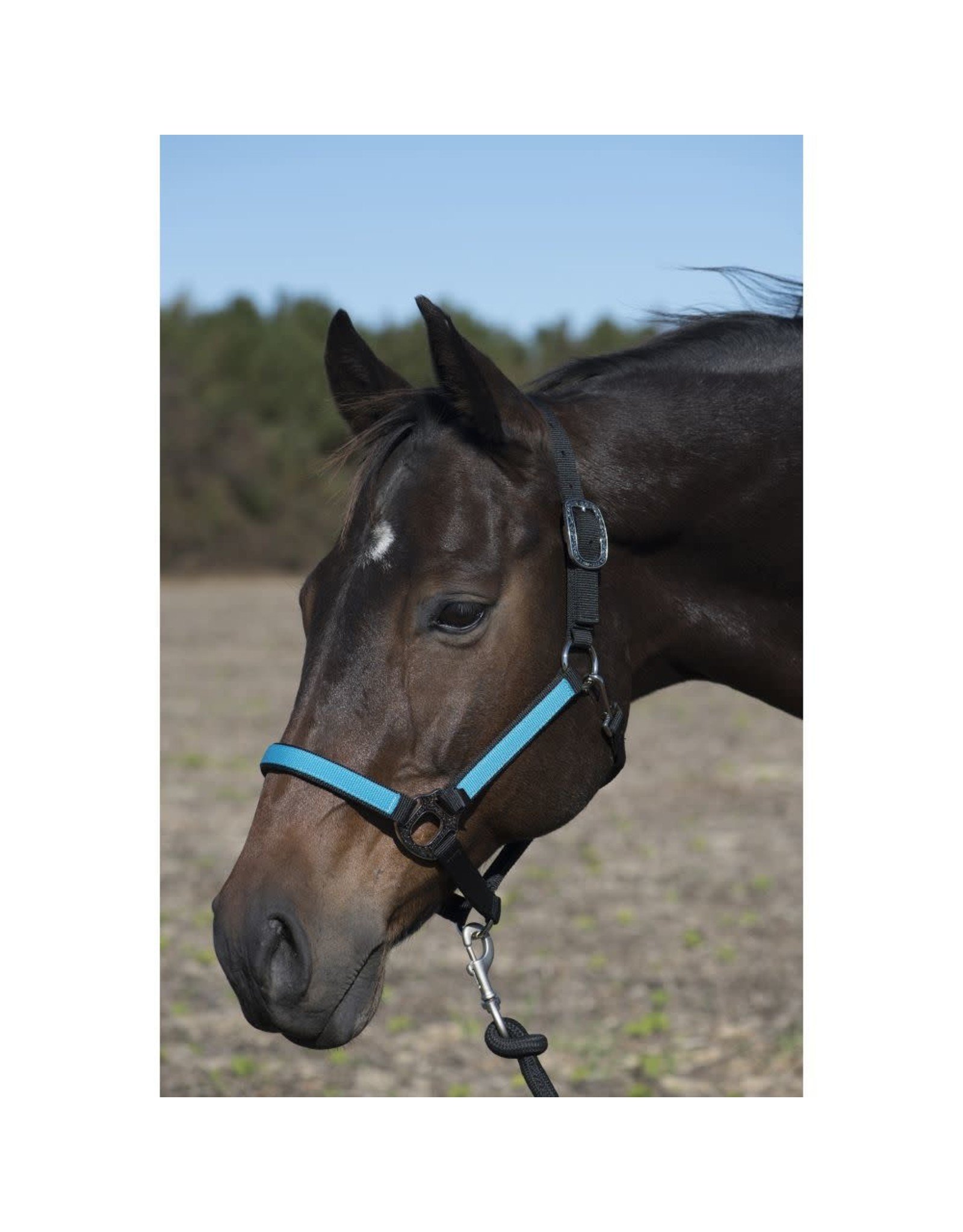 Lami-Cell Halter, Western Working Full Size Gray/Turquoise - Sweet