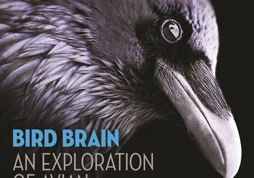 Bird Behavior & Science