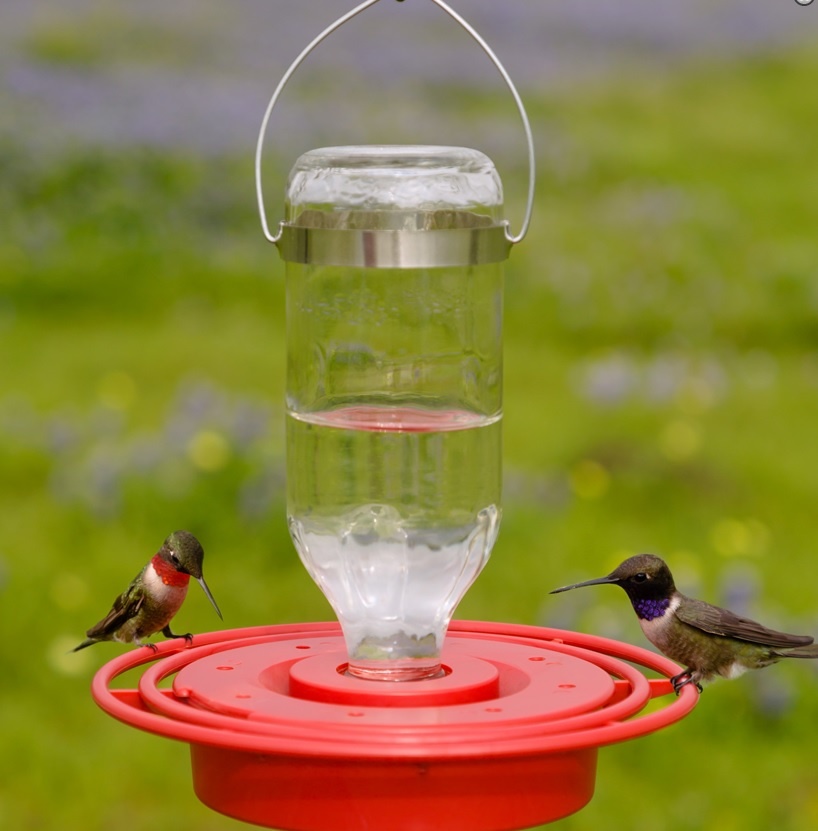 BEST ONE 8OZ. HUMMINGBIRD FEEDER Seattle Audubon Nature Shop