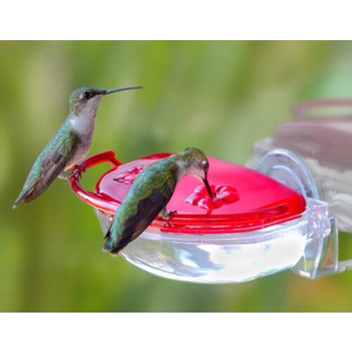 ASPECTS GEM Hummingbird 4oz Window Feeder