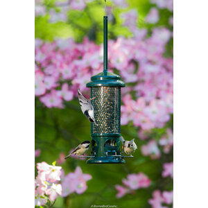 Brome Bird Care Squirrel Buster Standard