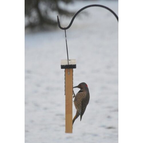 TAIL PROP SUET FEEDER - CEDAR