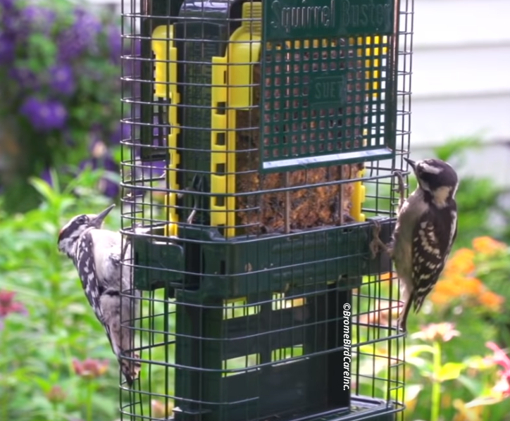 Squirrel Buster Suet Feeder Birds Connect Seattle Nature Shop