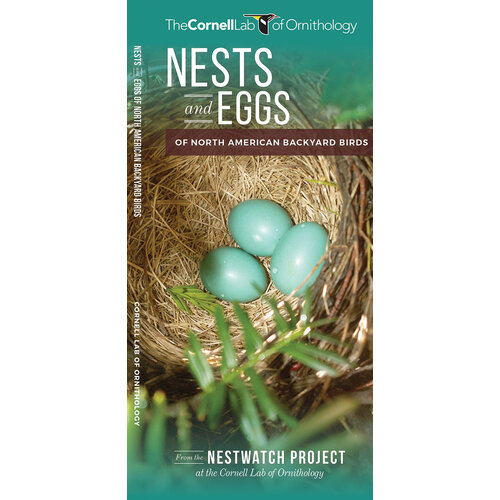 Nests and Eggs of North American Backyard Birds