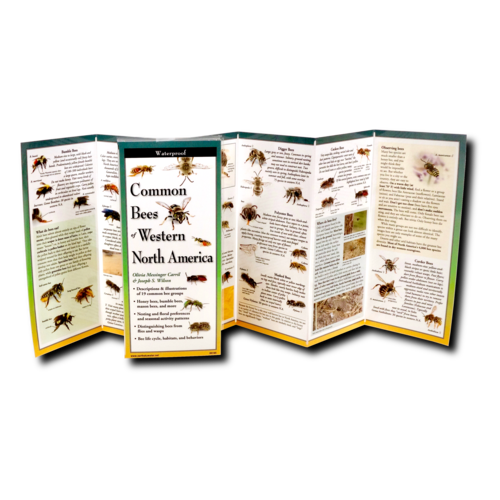 Common Bees of Western NA Folding Guide