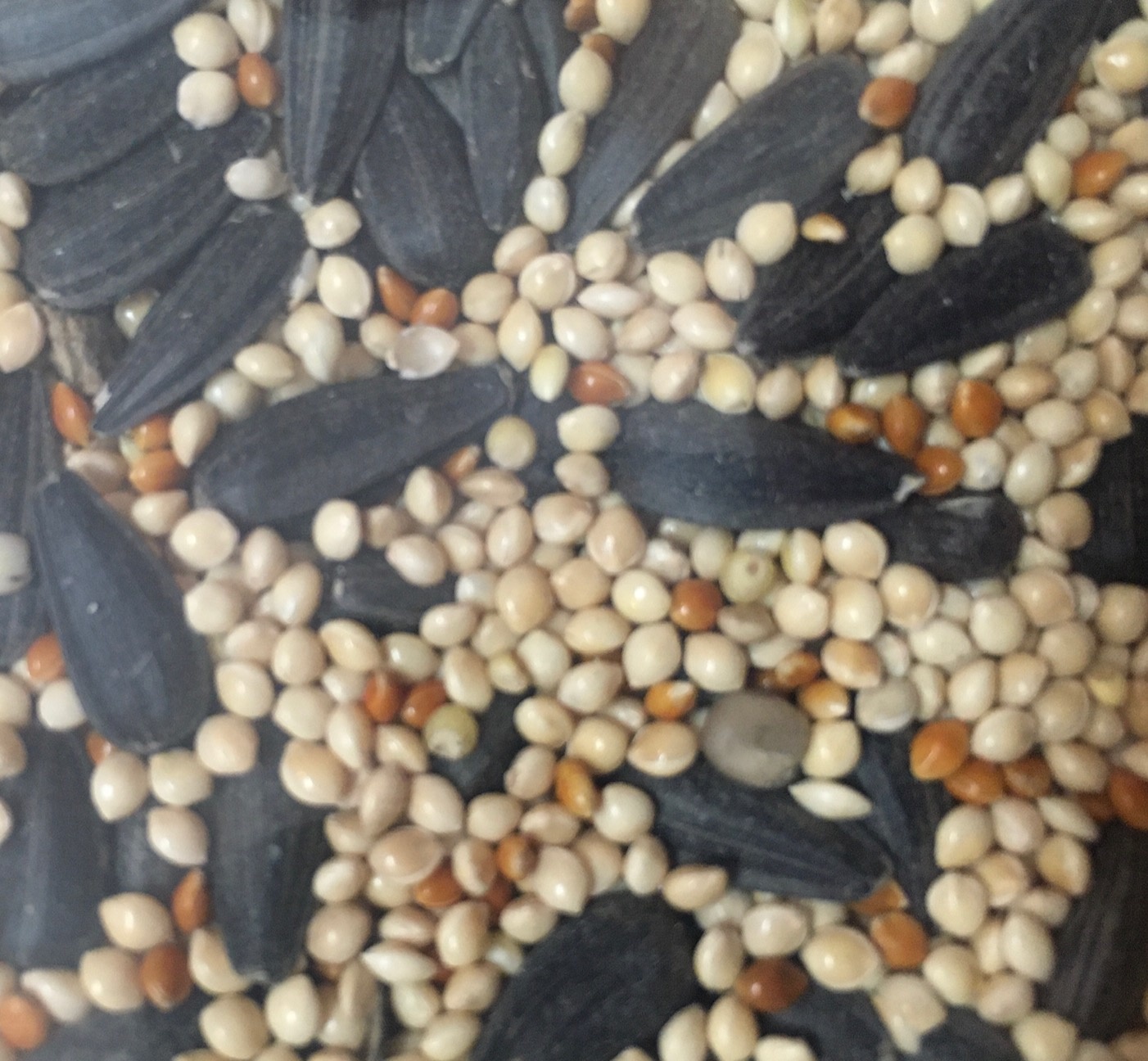 WILD BIRD MIXED SEED (NOWASTE), 25 LB. Seattle Audubon Nature Shop