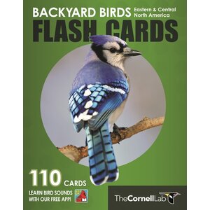 backyard birds Backyard Birds Flash Cards East