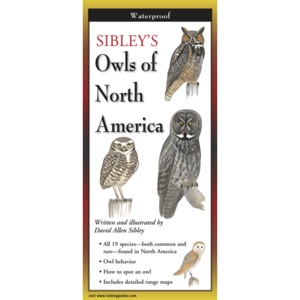 SIBLEY OWLS OF NORTH AMERICA