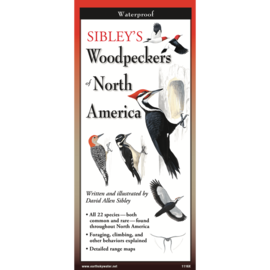SIBLEY WOODPECKERS OF NORTH AMERICA