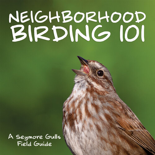 Seymour Gulls Neighborhood Birding 101