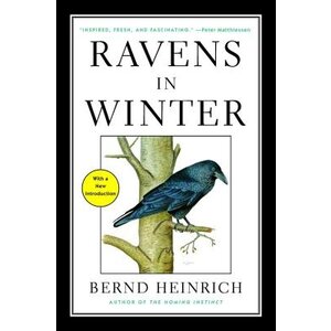 RAVENS IN WINTER