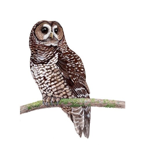 laurel mundy Large Sticker Spotted Owl
