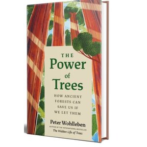 Power of Trees: How Ancient Forests Can Save Us If We Let Them