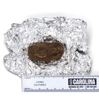 LARGE OWL PELLET