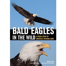Bald Eagles in the Wild: A Visual Essay
