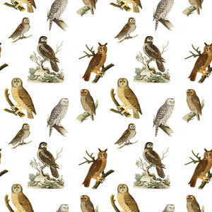 Fairhope Graphics Owls Gift Wrap
