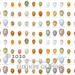 Fairhope Eggs Gift Wrapping Paper