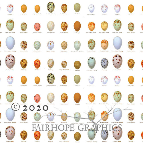 Fairhope Eggs Gift Wrapping Paper