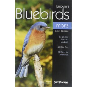 ENJOYING BLUEBIRDS MORE