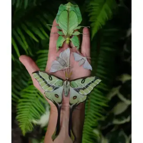Moth and Myth Leaf Besanti Moth and Leaf Insect Set