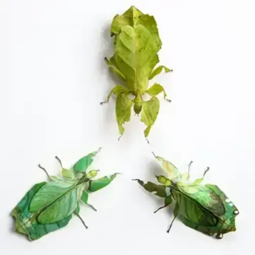 Moth and Myth Leaf Besanti Moth and Leaf Insect Set