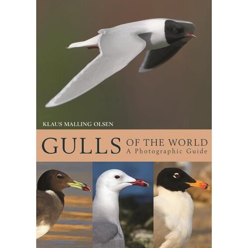 GULLS OF THE WORLD