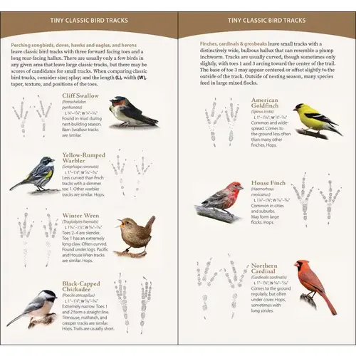 Bird Tracks