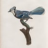 North America Bird Guides