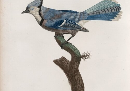 North America Bird Guides